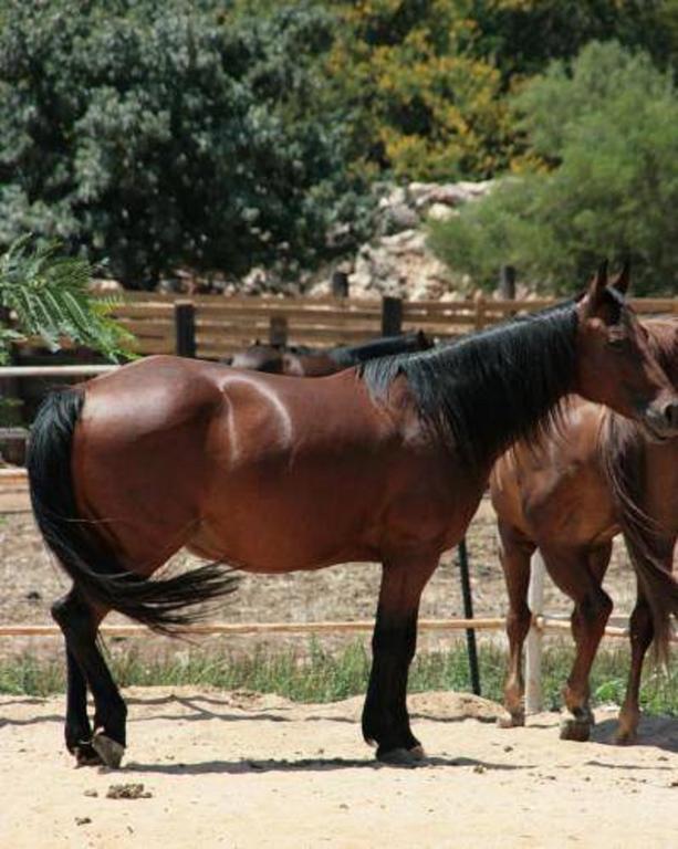 Vered Hagalil Holiday Village Hotel Chorazim Dış mekan fotoğraf